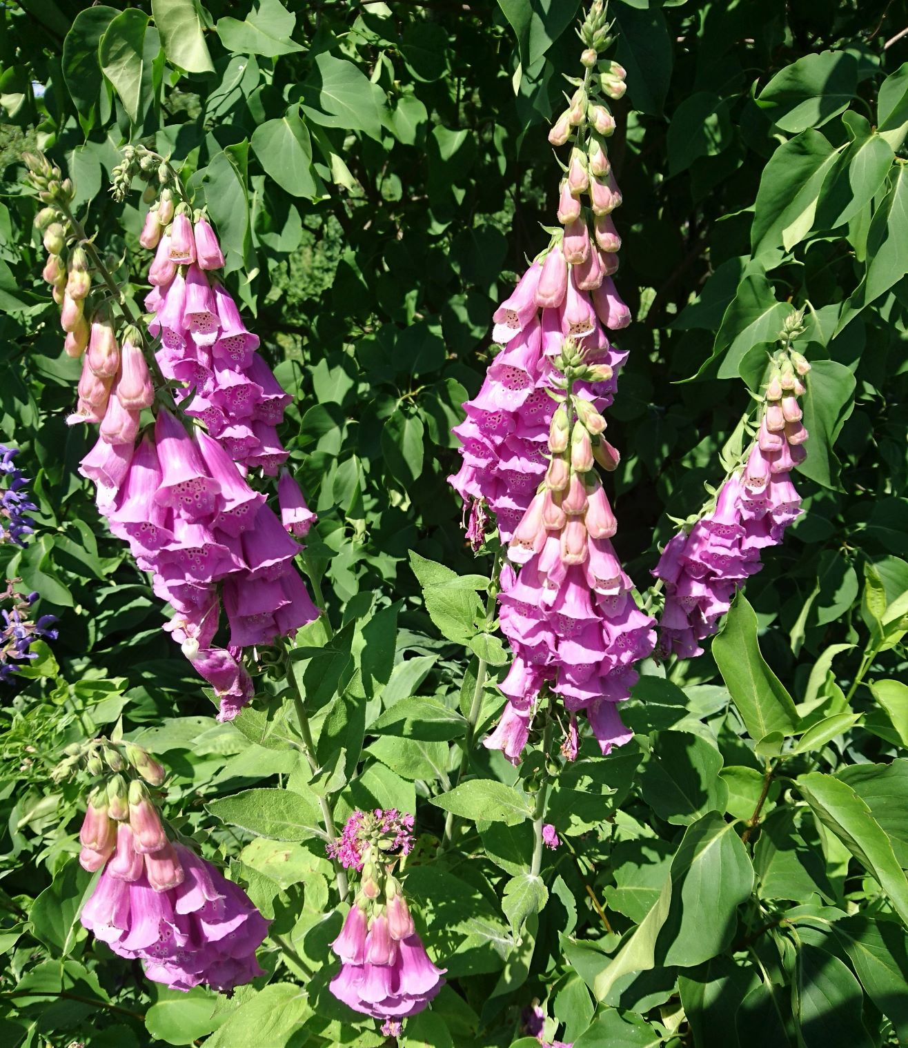 大型本 Ornamental Plants in the Landscape 大型本 Ornamental Plants in the Landscape - メルカリ
